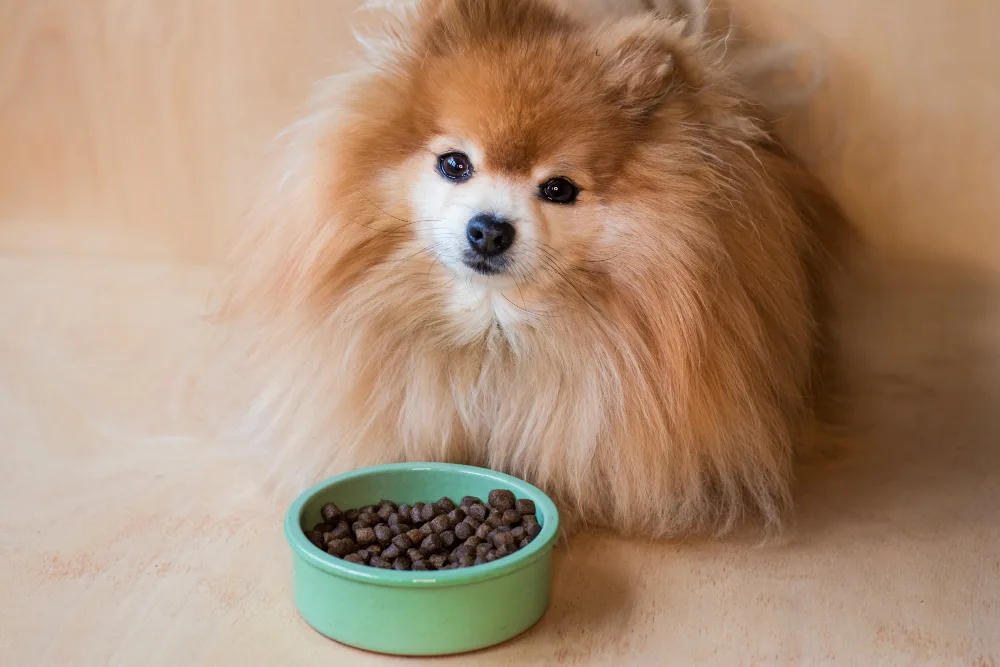 Hundefutter für Ihren Pomeranian